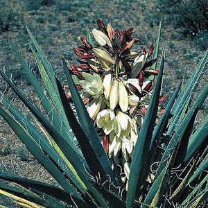 Yucca baccata | Banana Yucca | 10 Seeds