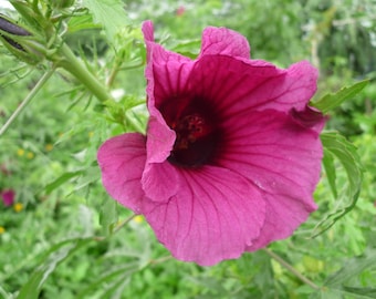 Hibiscus cannabinus | Red Flower | Kenaf | 10 Seeds