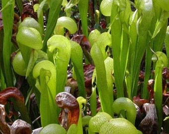 Darlingtonia californica | California Pitcher Plant | Cobra Lily | 20 Seeds