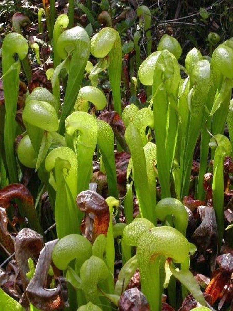 Darlingtonia californica California Pitcher Plant Cobra Lily 20 Seeds image 1