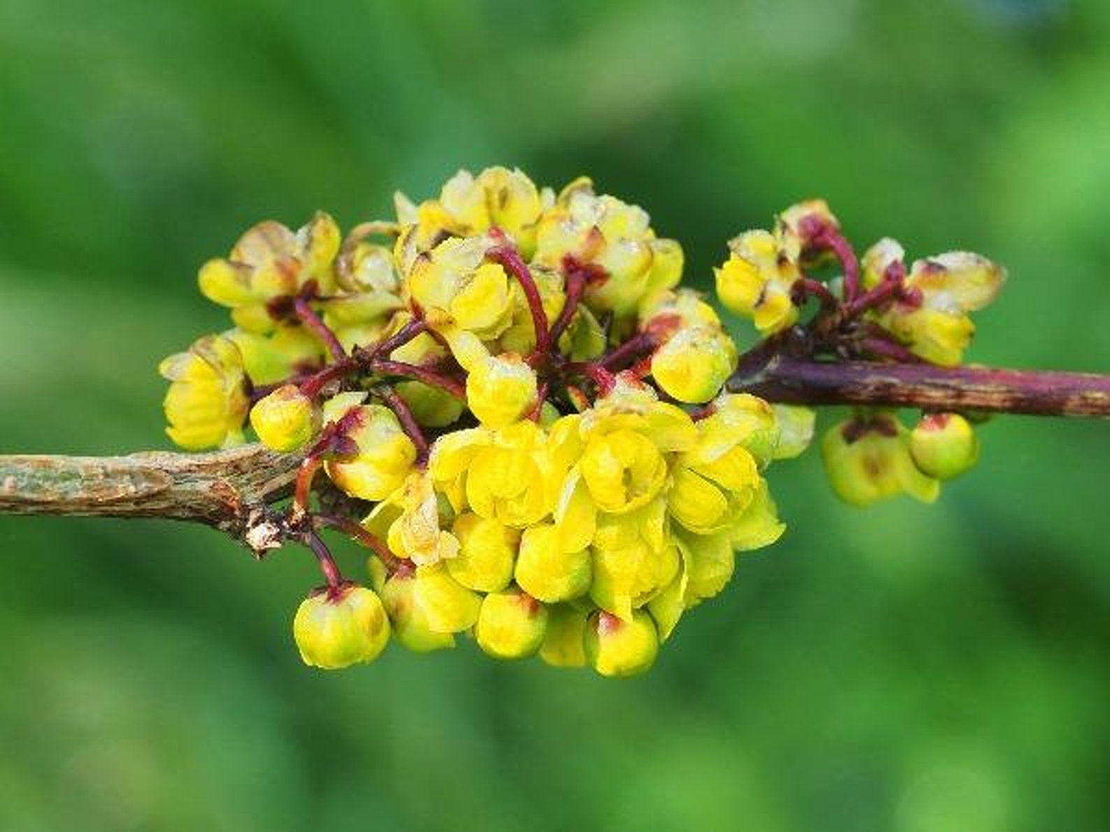 Berberis Insignis Barberry English Barberry 10 Seeds - Etsy
