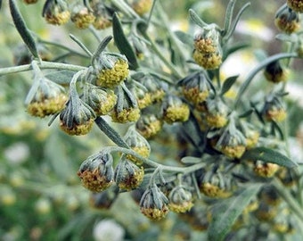 Artemisia absinthium | Grand Wormwood | Mugwort | 20 Seeds