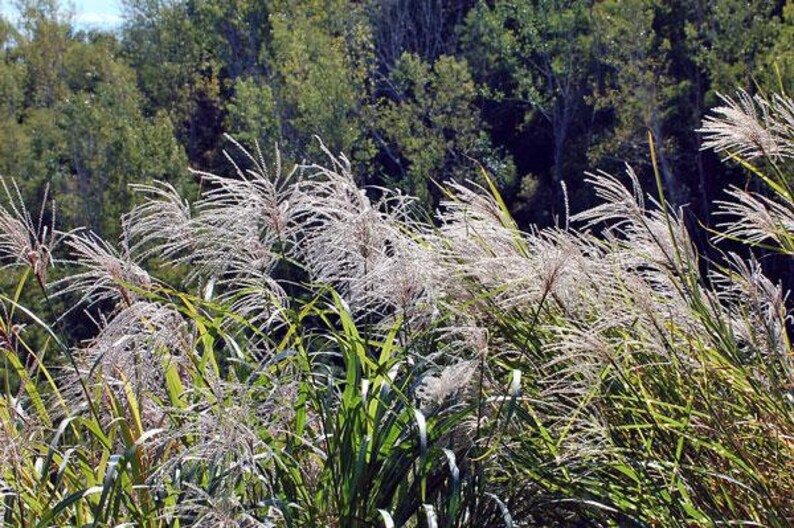 PlantFlowerSeeds Miscanthus sinensis Zebrinus - Thumbnail 2