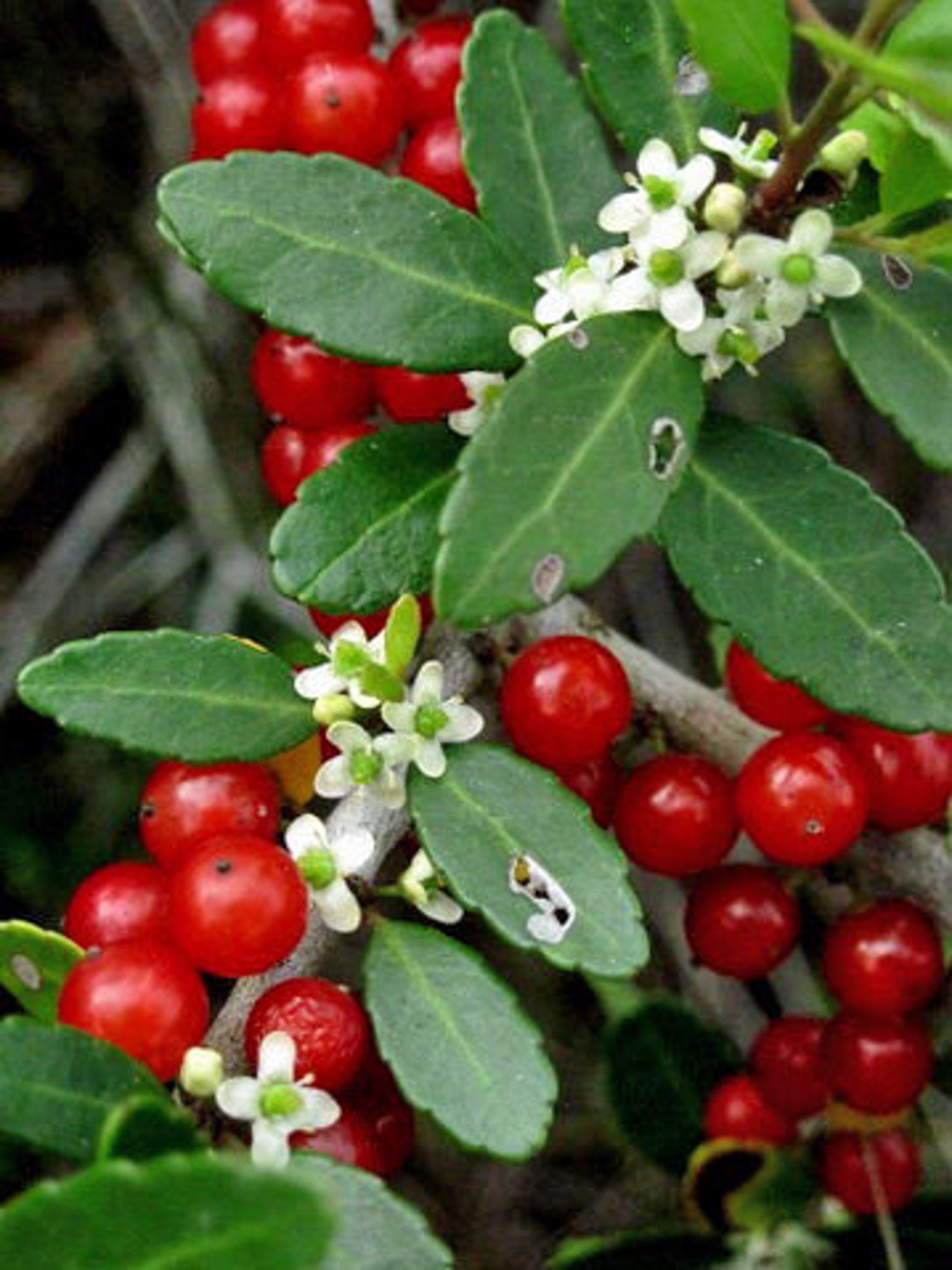 Ilex Vomitoria Vomitoria Weeping Yaupon Holly 20 Seeds