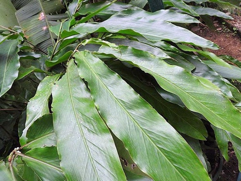 Alpinia malaccensis Ornamental or Malacca Ginger 5 Seeds image 4