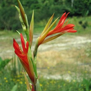 Canna tuerckheimii Giant Canna Lily 5 Seeds image 5