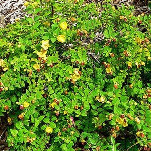 Hypericum uralum St. Johns Wort 50 Seeds image 6