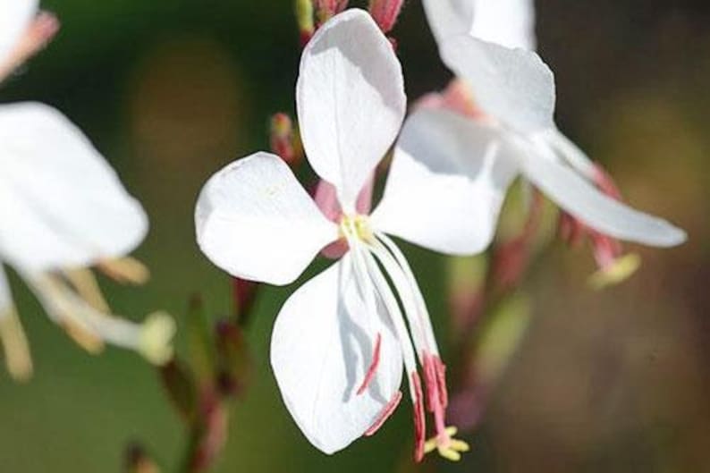 Oenothera lindheimeri | Lindheimers Beeblossom | White Gaura
