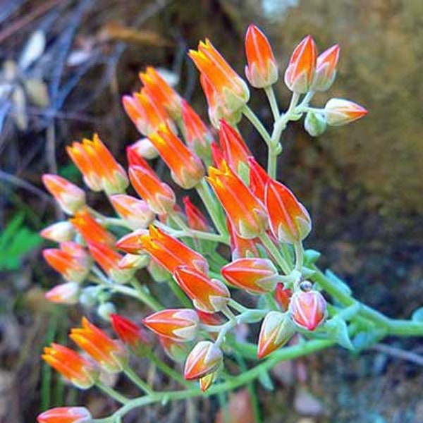 Dudleya cymosa | Orange | Canyon Liveforever | 20 Seeds