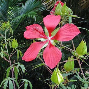 Hibiscus coccineus | Red Texas Star | 10 Seeds