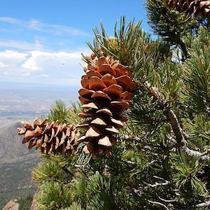 Pinus flexilis | Limber Pine | 5 Seeds