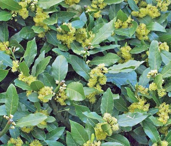 Bay Laurel Seeds | Laurus Nobilis, Sweet Bay (10 Seeds)