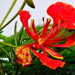 Delonix Regia | Royal Poinciana | Flamboyant | 10 Seeds