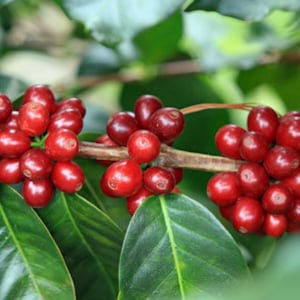 Coffea arabica | Lempira | 10 Seeds