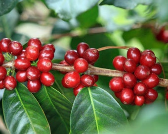 Coffea arabica | Lempira | 10 Seeds