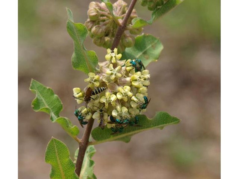 Asclepias arenaria l Western Sand Milkweed l 10 Seeds image 9