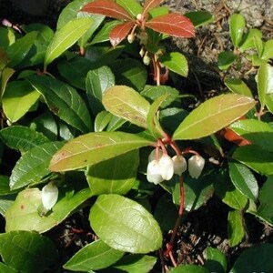 Gaultheria procumbens American Wintergreen Eastern Teaberry 50 Seeds image 4