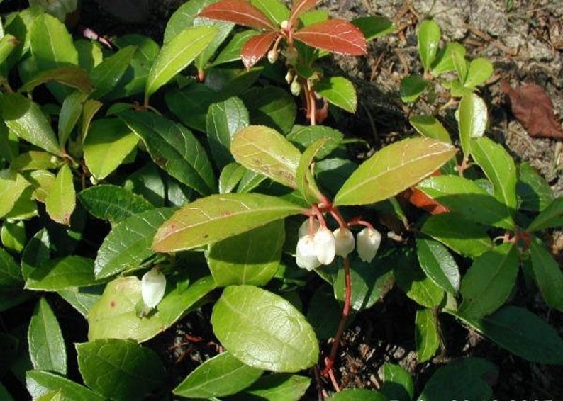 Gaultheria procumbens American Wintergreen Eastern Teaberry 50 Seeds image 4