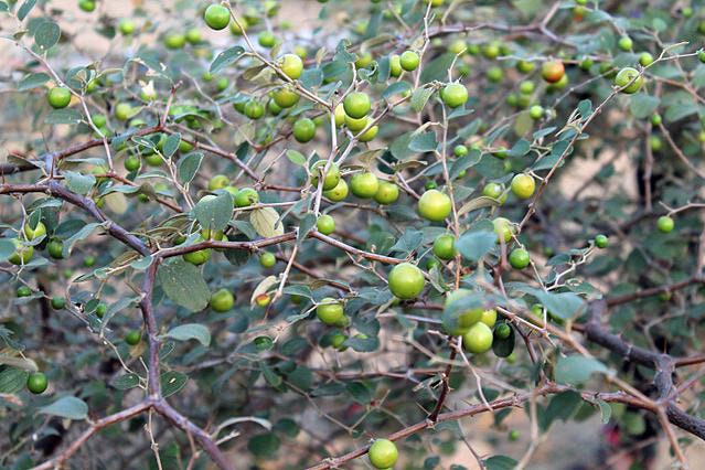 Ziziphus mauritiana | Jujube | 10 Seeds