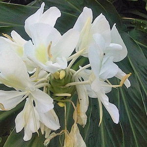 Hedychium coronarium | Butterfly Ginger | 5 Seeds