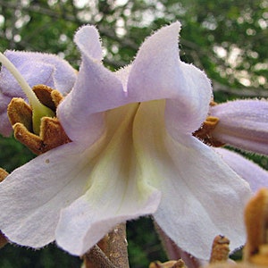 Paulownia tomentosa | Empress or Princess Tree | 50 Seeds