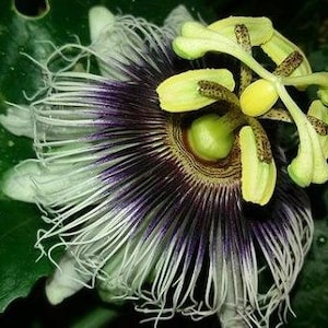 Passiflora ligularis | Sweet Granadilla | Grenadia | 10 Seeds