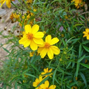 Tagetes lemonii | Copper Canyon Daisy | Mount Lemmon Marigold | 100 Seeds