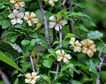 Catunaregam spinosa | False Almond | 10 Seeds