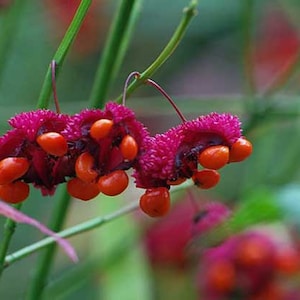 Euonymus americanus | American Strawberry Bush | Bursting Heart | 10 Seeds