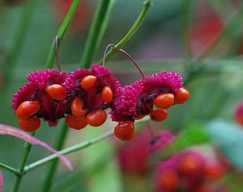 Euonymus americanus | American Strawberry Bush | Bursting Heart | 10 Seeds