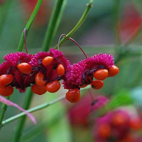 Euonymus americanus | American Strawberry Bush | Bursting Heart | 10 Seeds