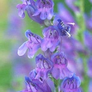 Penstemon strictus | Rocky Mountain Penstemon | 1000 Seeds