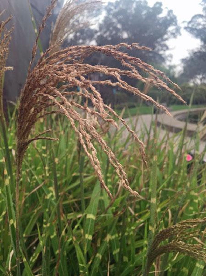 PlantFlowerSeeds Miscanthus sinensis Zebrinus - Thumbnail 5