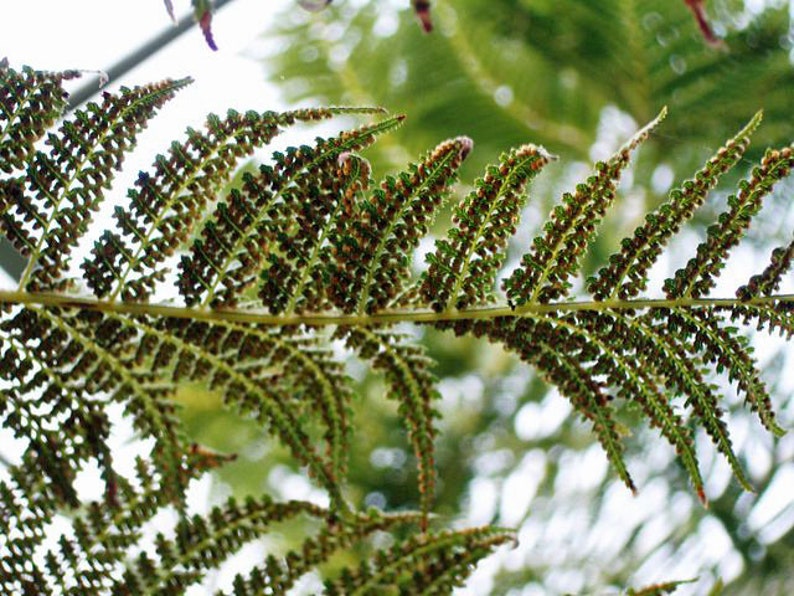 PlantFlowerSeeds Dicksonia antarctica Tree Fern - Thumbnail 3