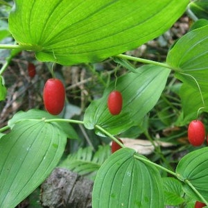 Streptopus amplexifolius | Clasping Twistedstalk | Watermelon Berry | 10 Seeds
