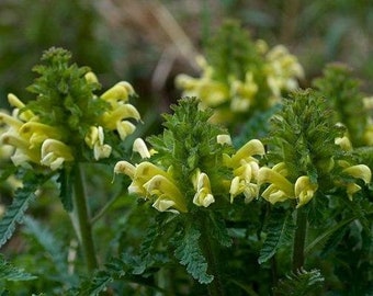 Pedicularis canadensis | Wood Betony | Canadian or Forest Lousewort | 50 Seeds