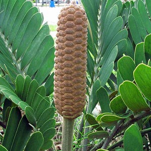 Zamia Palm - Etsy