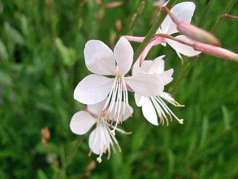 Oenothera lindheimeri | Lindheimers Beeblossom | White Gaura - Thumbnail 5