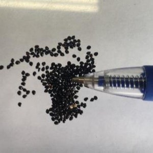 Lewisia Pygmaea | Alpine or Dwarf Lewisia | Pygmy Bitterroot | 5 Seeds ...