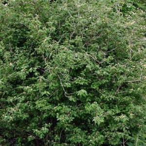 Lonicera xylosteum Dwarf or Fly Honeysuckle 25 Seeds image 3