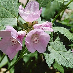 Sphaeralcea rivularis | Streambank Globemallow | 10 Seeds