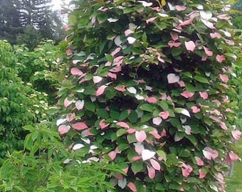 Actinidia kolomikta | Arctic Beauty Kiwi | Kolomikta Vine | 20 Seeds