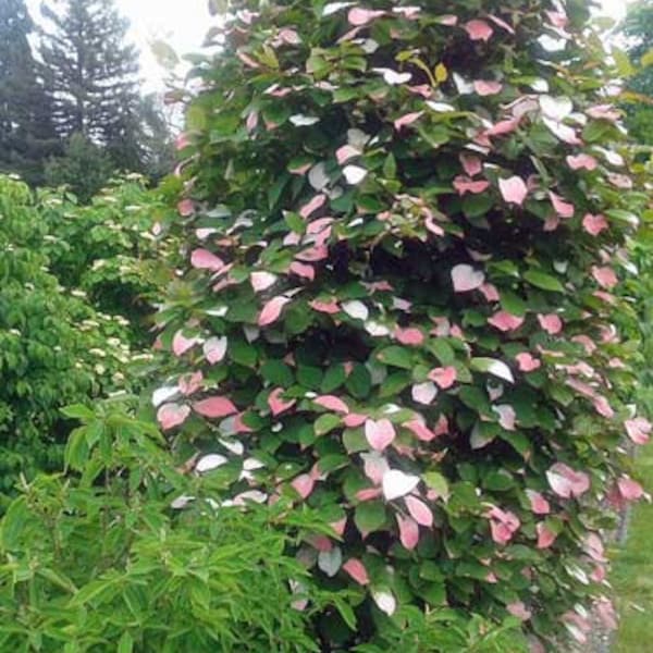 Actinidia kolomikta | Arctic Beauty Kiwi | Kolomikta Vine | 20 Seeds