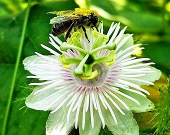 Passiflora foetida | Running Pop | Stinking Passion Flower | 20 Seeds