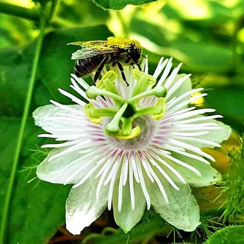 Passiflora foetida | Running Pop | Stinking Passion Flower | 10 Seeds