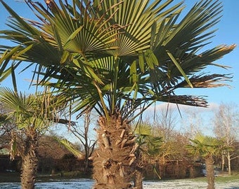 Trachycarpus fortunei | Chinese Fan, Chusan, or Windmill Palm | 20 Seeds