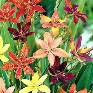 Pardancanda norrisii Dazzler | Dwarf Candy Lily | 5 Seeds