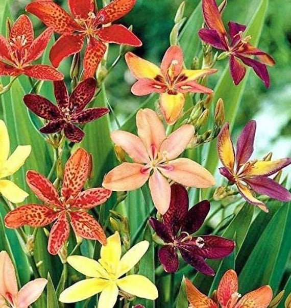 Pardancanda Norrisii Dazzler | Dwarf Candy Lily | 10 Seeds - Etsy