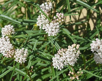 Asclepias angustifolia | Arizona Milkweed | 5 Seeds