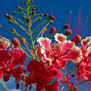 Caesalpinia pulcherrima | Red Bird of Paradise | 5 Seeds